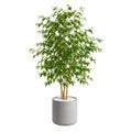 Plante artificielle ficus 180 cm feuillage vert en pot gris décoratif pour intérieur